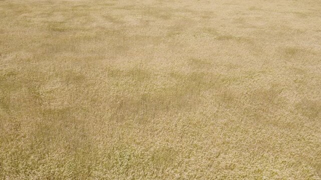 4K drone shot of a field of tall wheat blowing in the wind of the spring and almost summer breeze farm.