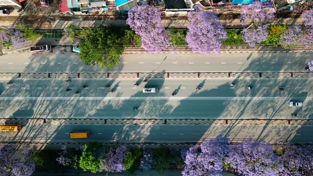 Drone view of Ring Road highway lined with blooming jacaranda trees in Lalitpur, Nepal