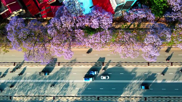 Drone view of Ring Road highway lined with blooming jacaranda trees in Lalitpur, Nepal