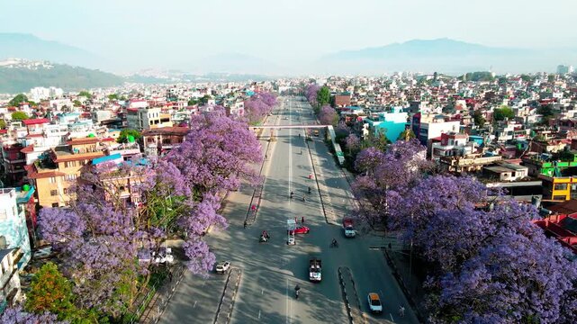 Drone view of Ring Road highway lined with blooming jacaranda trees in Lalitpur, Nepal