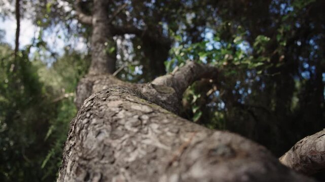 Close up tracking shot moving down parallel to a Mediterranean pine tree branch with shallow depth of field highlighting the bark texture and needles.