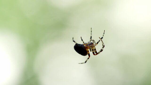 Garden spider weaving delicate silk threads and next moving on a web with pale green natural background.