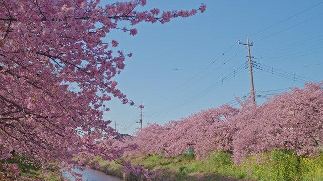 A sweeping canopy of vivid pink kawazu cherry blossom trees frames both sides of the shot, with wooden utility poles and power lines cutting through a clear blue sky in a candid suburban spring scene.