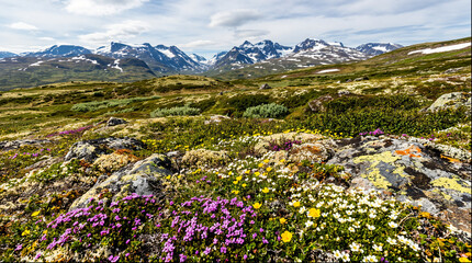 Obraz premium Alpine meadow with wildflowers and snow capped mountains in background