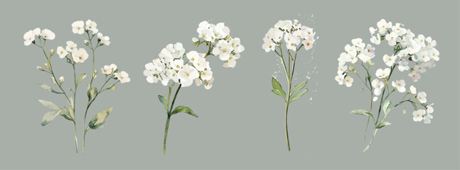 Design of a beautiful a sweet alyssum flower set painting. Hand-painted style, vectorized, vector set available in EPS Simple Hand-painted watercolor style. Hand-painted watercolor style, vectorized © Zizak