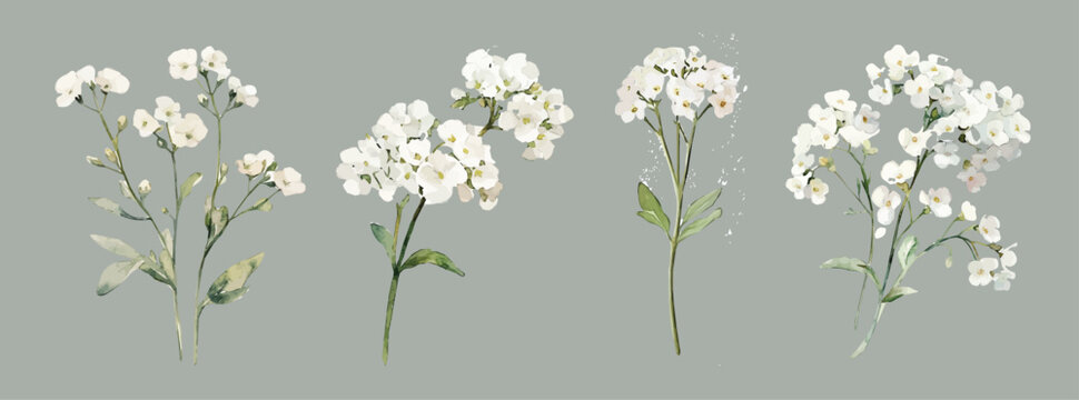 Design of a beautiful a sweet alyssum flower set painting. Hand-painted style, vectorized, vector set available in EPS Simple Hand-painted watercolor style. Hand-painted watercolor style, vectorized