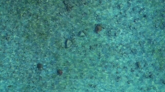 Two small sea turtles looking for food swimming over a sandy seafloor in transparent turquoise water. Magic aerial view drone top down Above view