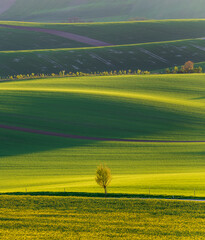 Fototapeta premium Wavy South Moravia, Czech Republic, fields, landscape, contrast, spring, field, spring, sky, landscape, yellow, tree, nature, agriculture, meadow, flower, flowers, green, blue