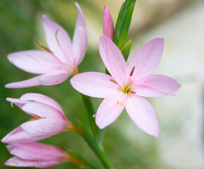 Fototapeta premium A close up shot of light pink Schizostylis flowers with delicate petals and green stems. The soft natural lighting highlights the intricate details of the blooms.