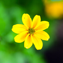 Obraz premium A close-up macro shot of a bright yellow beggarticks flower with delicate petals and a detailed center. 