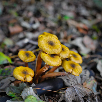A close up shot of a cluster of yellow honey mushrooms emerging from the forest floor. The mushrooms have dark speckles on their caps.