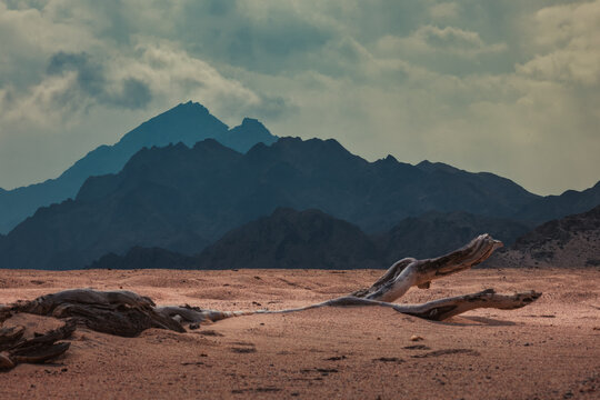 Dramatic Desert Landscape in Oman Sadah with Ancient Driftwood 