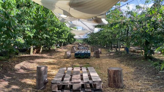 Organic Plantation: Rows of trees under a protective canopy stretch into the distance.