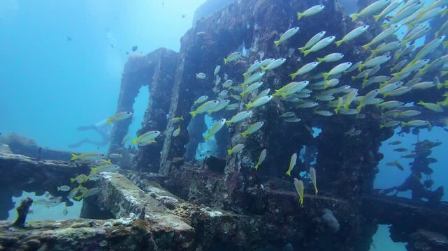 Phi Phi Island, Thailand: Underwater footage of schooling yellow tail fusilier fish during wreck diving in Viking cave dive site near Phi Phi Island of Krabi, Thailand.