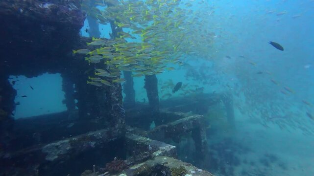 Phi Phi Island, Thailand: Underwater footage of schooling yellow tail fusilier fish during wreck diving in Viking cave dive site near Phi Phi Island of Krabi, Thailand.