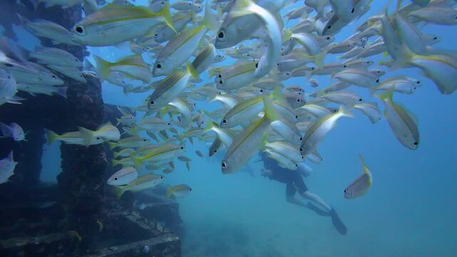 Phi Phi Island, Thailand : underwater footage of fish swimming in cube shaped man made wrecks revealing the divers during a dive in Viking cave dive site near Phi Phi Island of Krabi, Thailand.