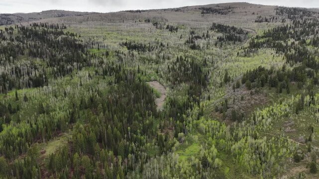 Aerial of pine tree covered hills in Uinta National Forest in spring in Utah mountains