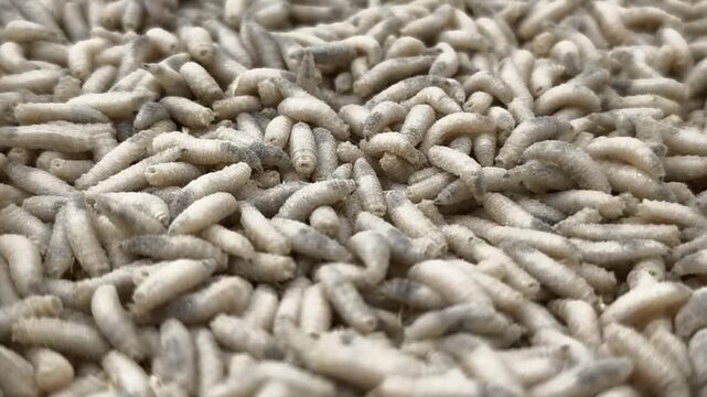maggot worms crawl and move on a surface in a close-up view during daytime