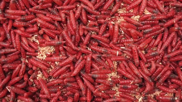 Red maggot worms crawl and move on a surface in a close-up view during daytime