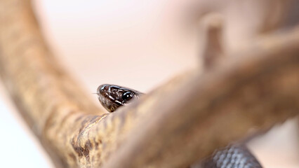 Macro Close-up of a Mexican Black Kingsnake Peeking Over a Tree Branch © blueringmedia
