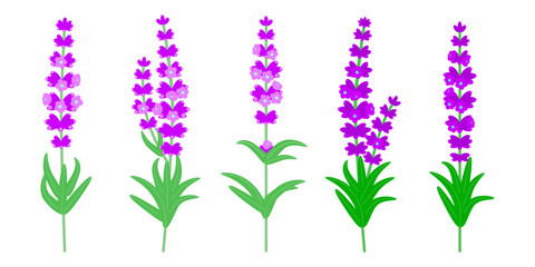 Lavender flower collection featuring botanical Lavandula elements on a white background. Ideal for decorative greeting cards, invitations, and other designs. Nature-inspired flat vector style © ann.kko