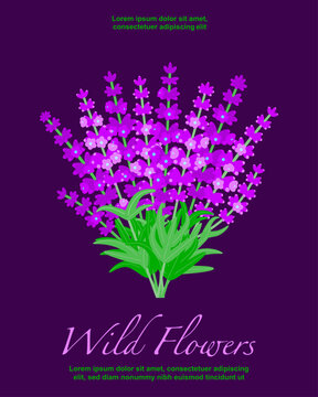 Lavender bouquet vertical template featuring a botanical Lavandula floral background with lorem ipsum text. Suitable for journal covers, posters, or card designs. Styled in a flat vector design.