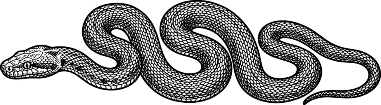 Coiled snake displays detailed scale patterns in a slithering pose