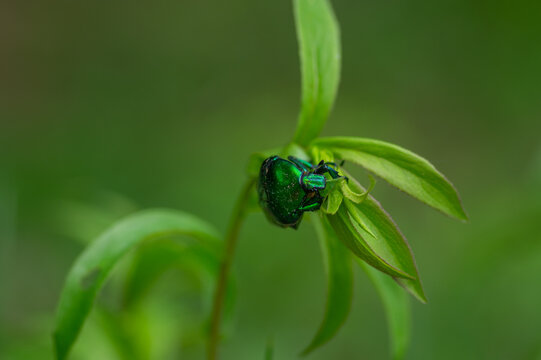 Metallic green rose chafer beetle Protaetia cuprea on wild Canadian horseweed in natural habitat