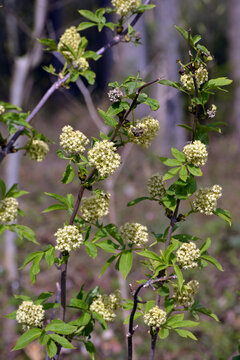 Holunder, Rote Holunder, Sambucus racemosa, Bl&uuml;te