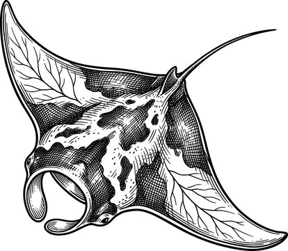 Manta ray swimming with wide pectoral fins in a top-down view