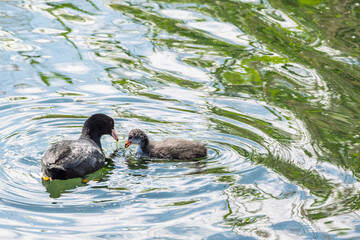 Foulque macroule nourrissant son jeune poussin sur l'eau d'un étang avec reflets verts © Pyc Assaut