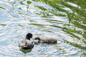 Foulque macroule nourrissant son jeune poussin sur l'eau d'un étang avec reflets verts © Pyc Assaut