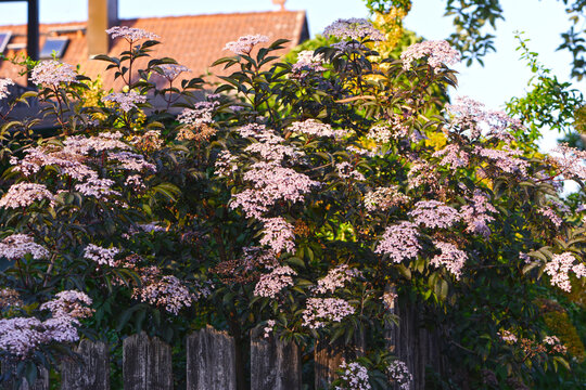 Holunder, Fliederbeere, Duftholunder - Sambucus nigra f. porphyrophylla