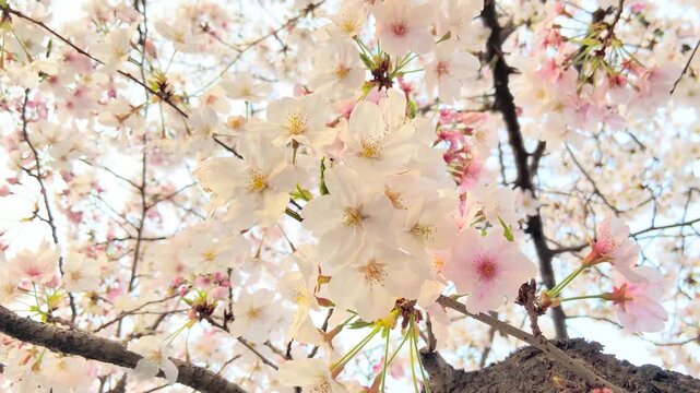 White Cherry Blossoms and Pink Crabapple Flowers in Soft Natural Spring Light