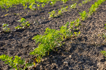 Small carrots are growing in neat rows on a sunny day in a field situated in the countryside of North America © SMK