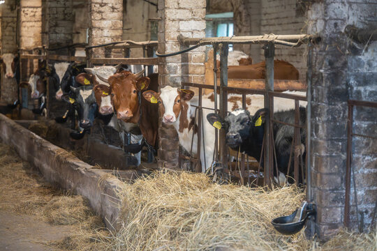 Dairy cows standing inside traditional rural barn during feeding time on livestock farm