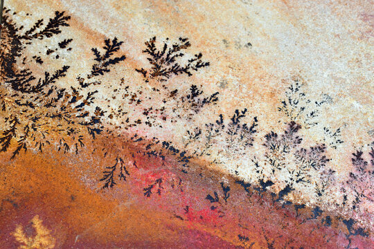 Various forms of dendrites in sandstone