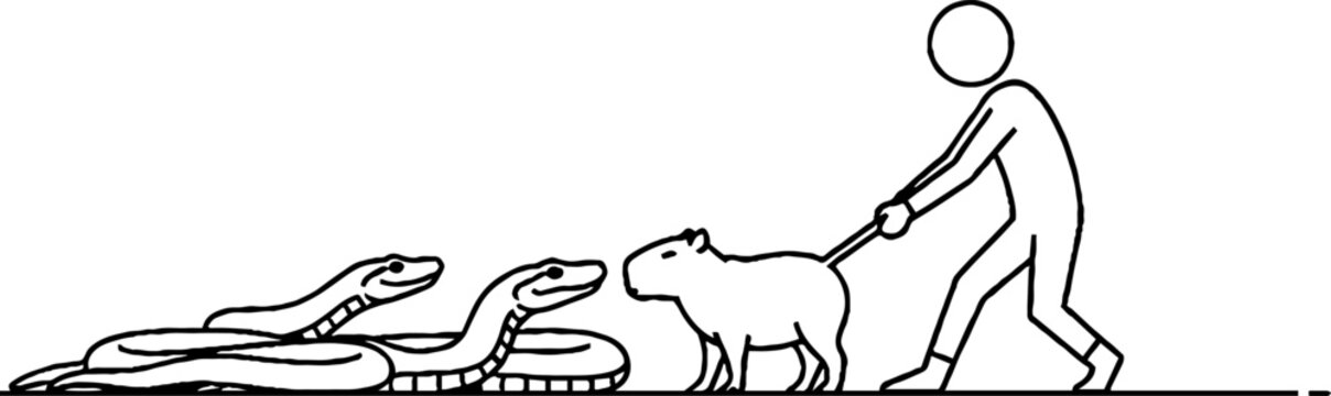 Person leading a capybara towards large snakes