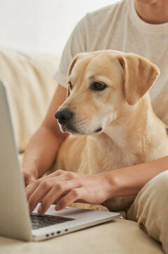 A Person Sitting on a Couch with a Dog Using a Laptop