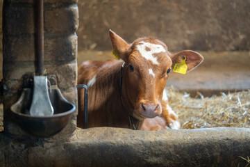 Young brown calf resting inside traditional rural dairy barn on livestock farm © Edijs