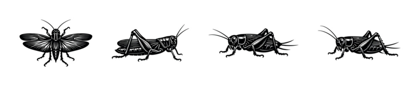 Collection of four black and white illustrations of grasshoppers in different poses