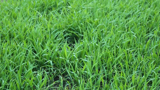 Green Rice Seedlings Swaying in Breeze in Paddy Field Ready for Transplanting