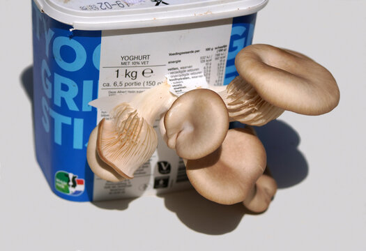Raised in a plastic container De Zaanse Hoeve Greek Style Yogurt. Pleurotus ostreatus, oyster mushroom, grey oyster mushroom, oyster fungus, hiratake, pearl oyster mushroom. May, Netherlands.
