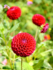 Colorful pompon dahlia flowers blooming in a garden with selective focus on the closest blossom and a soft natural bokeh background © Elena Dijour