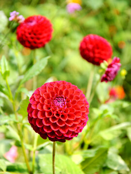 Colorful pompon dahlia flowers blooming in a garden with selective focus on the closest blossom and a soft natural bokeh background