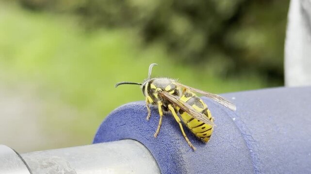 Yellow and Black Wasp on Blue Railing Macro Close-up