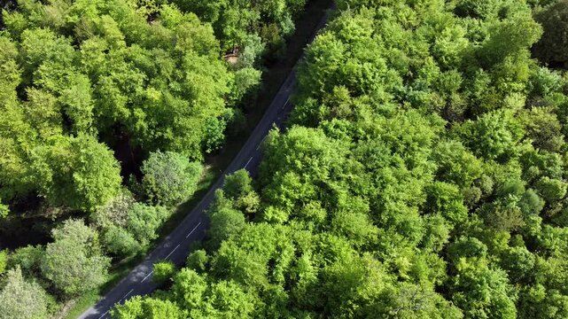 Wei&szlig;es Auto f&auml;hrt durch gr&uuml;nen Fr&uuml;hlingslaubwald, Drohnenperspektive