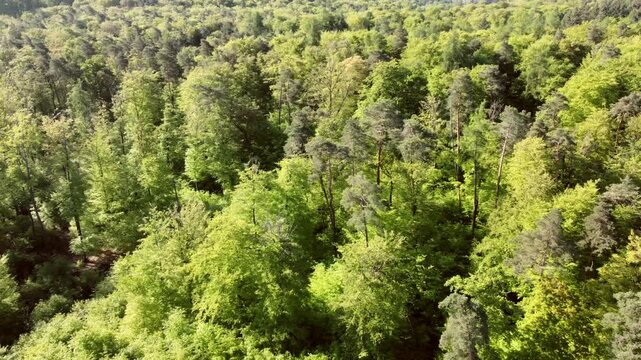 Drohne fliegt &uuml;ber gr&uuml;nen Laubwald im Fr&uuml;hling, Fr&uuml;hlingswald, Drohnenperspektive, Baumkronen