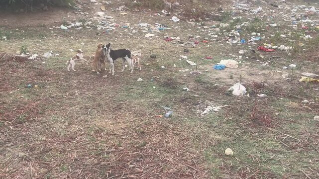 Stray Dogs walking and Resting on Riverbank with Calm Water Landscape	