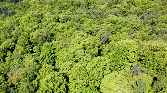 Drohne fliegt &uuml;ber gr&uuml;nen Laubwald im Fr&uuml;hling, Fr&uuml;hlingswald, Drohnenperspektive, Baumkronen